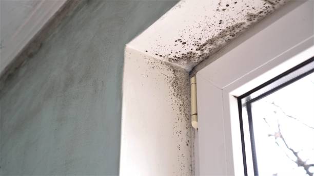 Office Mold Removal Services in Monaca, PA