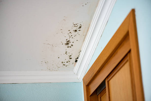 Best Toxic Mold Removal  in Monaca, PA