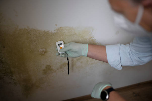 Attic Mold Removal in Monaca, PA